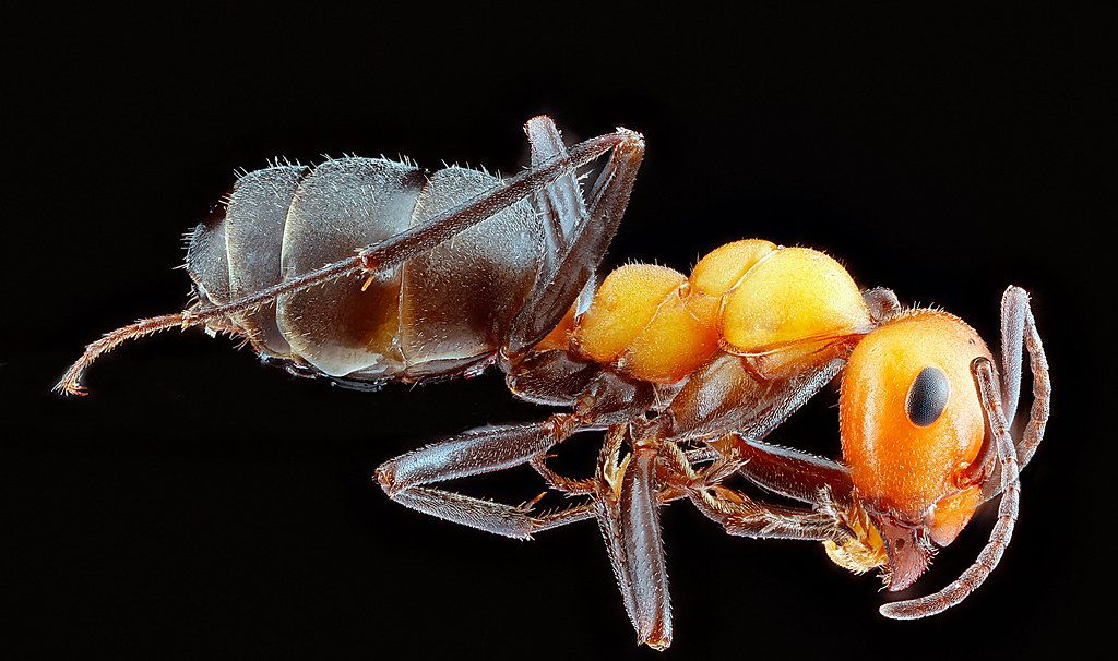 Ant Control service in Pittsburg, CA