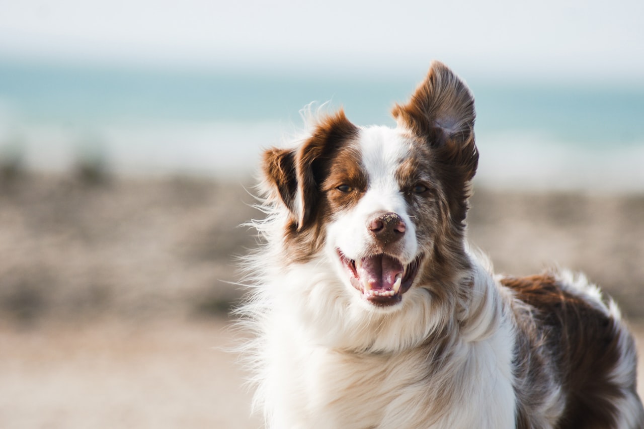 Flea & Tick Control service in Pittsburg, CA