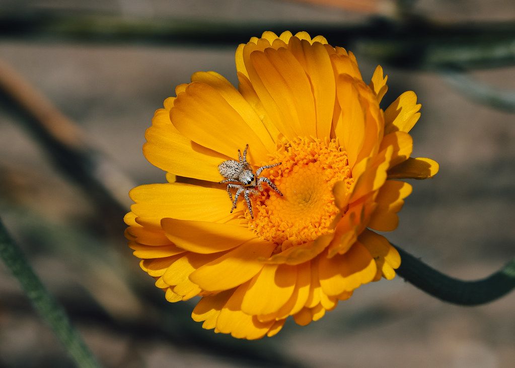 Spider Control service in Pittsburg, CA